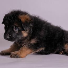 Blue collar - Black and red male German Shepherd puppy in Plumas Lake, California from Zwinger Vom Greifjäger