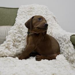 Green Boy - Red male Redbone Coonhound puppy in Shreveport, Louisiana from BAFERD Kennels