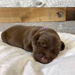 Labrador Retriever Puppies from RPAs Priceless Labradors