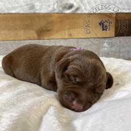 Labrador Retriever Puppies from RPAs Priceless Labradors