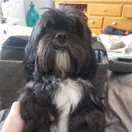Chewy - Companion Cross