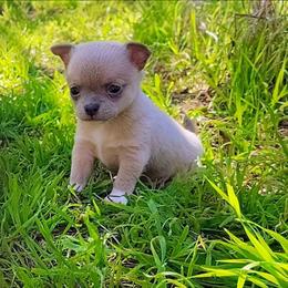 Baby Latte - Blue fawn male Chihuahua puppy in Weatherford, Texas from Small and Mighty Chihuahuas