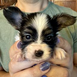 Aryna - White black and tan female Papillon puppy in Boardman, Ohio from Taliaferro Kennel