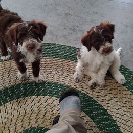 Portuguese Water Dog Puppies from Pine Ridge Porties
