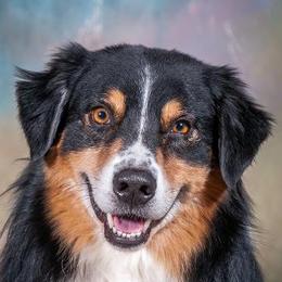 SPY - Australian Shepherd