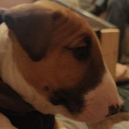 Bull Terriers from Unforgetabull Bull Terriers