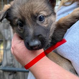 A1-9 Sable Boy - Mr. Red - Sable male German Shepherd puppy in Lincoln, California from Valor-K9s