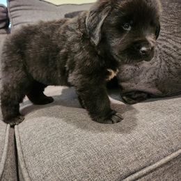 Boss (red) - Black male Newfoundland puppy in Newmanstown, Pennsylvania from Mufasa's Pride (Newfoundland breeder)