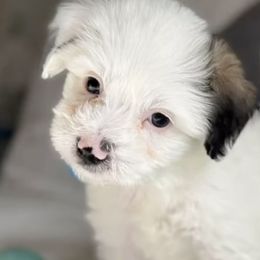Cotons de Tulear from AVLCOTONLOVE
