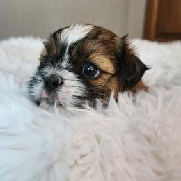 Shih Tzu Puppies from Grandma Ts Precious Puppies