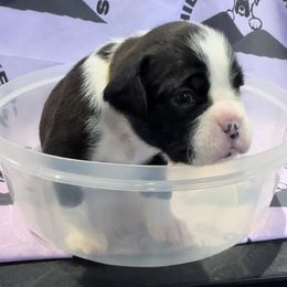 Lizzie - Boxer puppy from Hillbillie Boxers