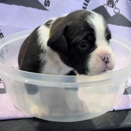 Lizzie - Boxer puppy from Hillbillie Boxers