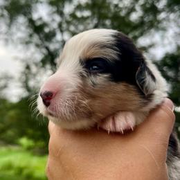 Crockett - Blue merle and white male Cardigan Welsh Corgi puppy in Lebanon, Pennsylvania from Long Acre Farm