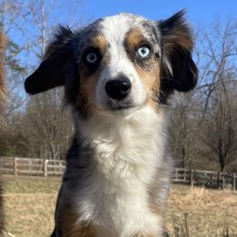 Darby - Miniature Australian Shepherd