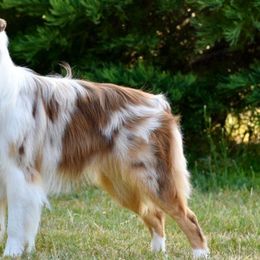 Möbius - Miniature American Shepherd