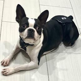 Hershey - Boston Terrier