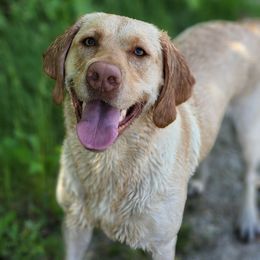 Phoenix - Labrador Retriever
