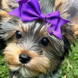 Yorkshire Terriers from YayasYorkies