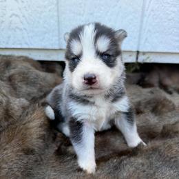 Boy 1 - Black and white male Siberian Husky puppy in Solon Springs, Wisconsin from Werpstead Shorties