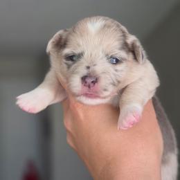 Peggy Schuyler - Blue merle and white female American Corgi puppy in Tallahassee, Florida from Koko's Korgis