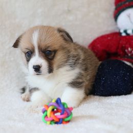 Aiden - Red male Pembroke Welsh Corgi puppy in Morgantown, Pennsylvania from Goldstar Puppies (License Number 18519)
