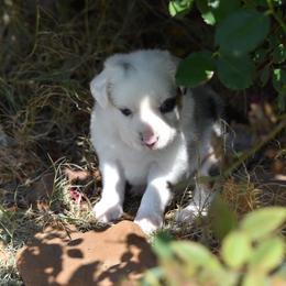 BMF 2 - Blue merle female Toy Australian Shepherd puppy in Joshua, Texas from Double M Toy and Mini Aussies