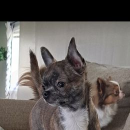 Jazmine - Chihuahua