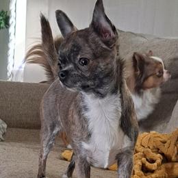 Jazmine - Chihuahua