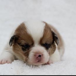 Red - Sable merle and white male American Corgi puppy in Scio, Oregon from Abundant Joy Corgis