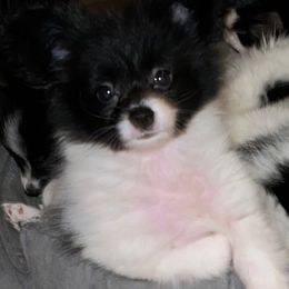 Blake - White and black male Papillon puppy in Benton, Arkansas from Mama's Pride Poms and Paps