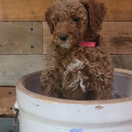 Poodle Puppies from Red Barn Moyen Poodles