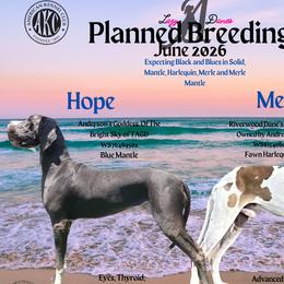 Great Dane puppies from Lazy A Danes