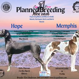 Great Dane puppies from Lazy A Danes