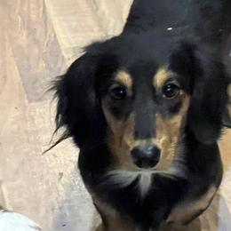 Bandit - Dachshund