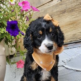 Peaches - Tri-color female Bernedoodle puppy in Decatur, Georgia from So Adoodable