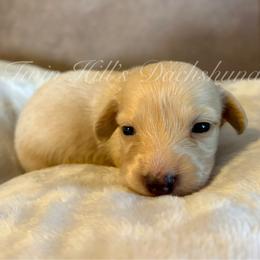 Aspen - Cream female Dachshund puppy in Jonesboro, Illinois from Twin Hills Dachshunds