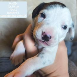 Glaceon (Teal collar) - White and black female Dalmatian puppy in Raymondville, Missouri from Wagner's Dalmatian's
