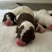 Spanish Water Dog puppies from Shady Banks Kennel