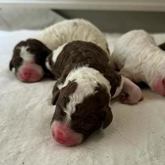 Spanish Water Dog puppies from Shady Banks Kennel