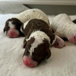 Spanish Water Dog puppies from Shady Banks Kennel