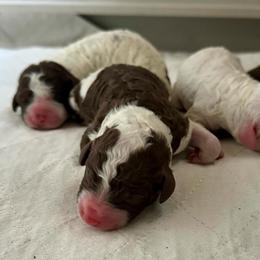 Spanish Water Dog puppies from Shady Banks Kennel