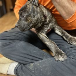 Light Purple Collar - Chestnut brindle female Cane Corso puppy in Niota, Tennessee from DTM Cane Corso