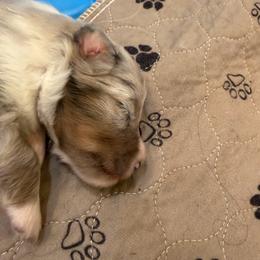 Shetland Sheepdog puppies from Agee's World of Shelties