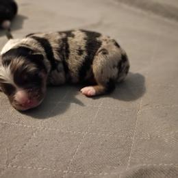 Onyx (black) - Blue merle male Australian Shepherd puppy in Okeechobee, Florida from Rothsolid Puppies