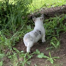 American Corgi and Pembroke Welsh Corgi Puppies from Elk Ridge Corgis