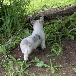 American Corgi and Pembroke Welsh Corgi Puppies from Elk Ridge Corgis