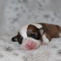 Bentley - Red female Pembroke Welsh Corgi puppy in Goliad, Texas from Rogers’ Fluffy Butt Corgis