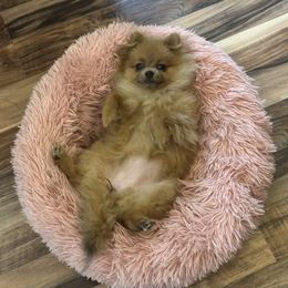 Pomeranian Puppies from Highlander Pomeranians