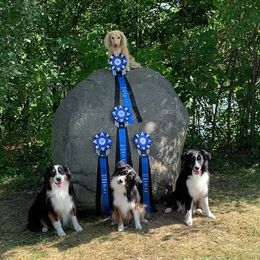 Miniature American Shepherd Puppies from Abington Miniature American Shepherds