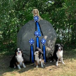 Miniature American Shepherd Puppies from Abington Miniature American Shepherds